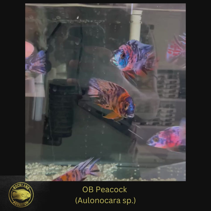 OB Peacock (Aulonocara sp.) - Live Fish - African Cichlid
