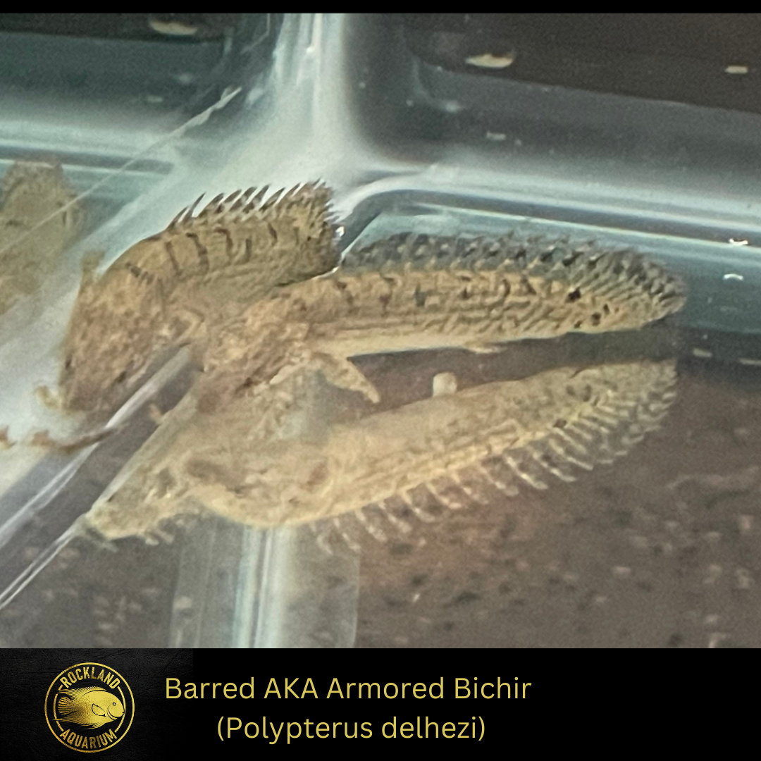 Barred AKA Armored Bichir - Polypterus delhezi - Live Fish (3"- 4")