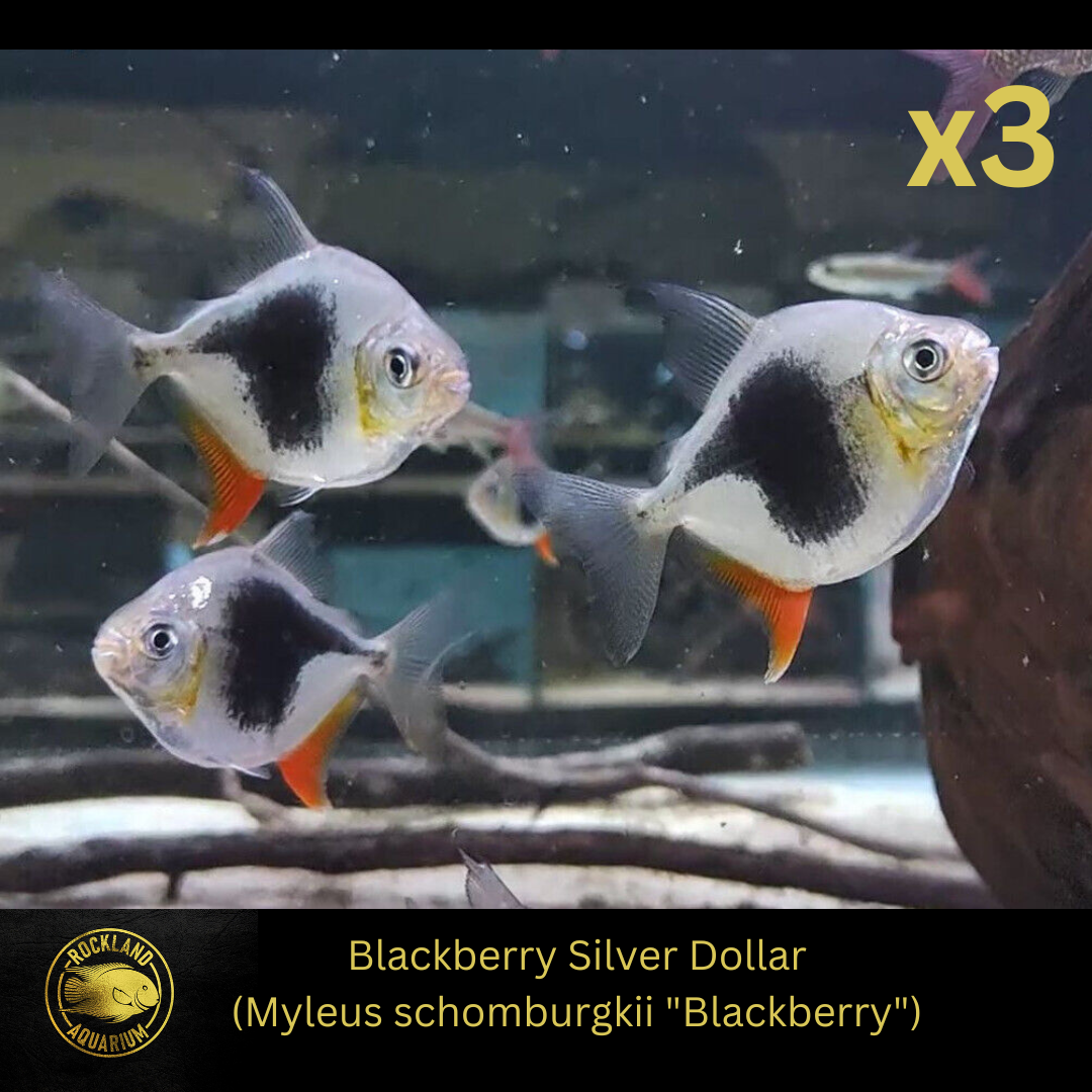 Myleus Blackberry Silver Dollar - M. schomburgki -Live Fish