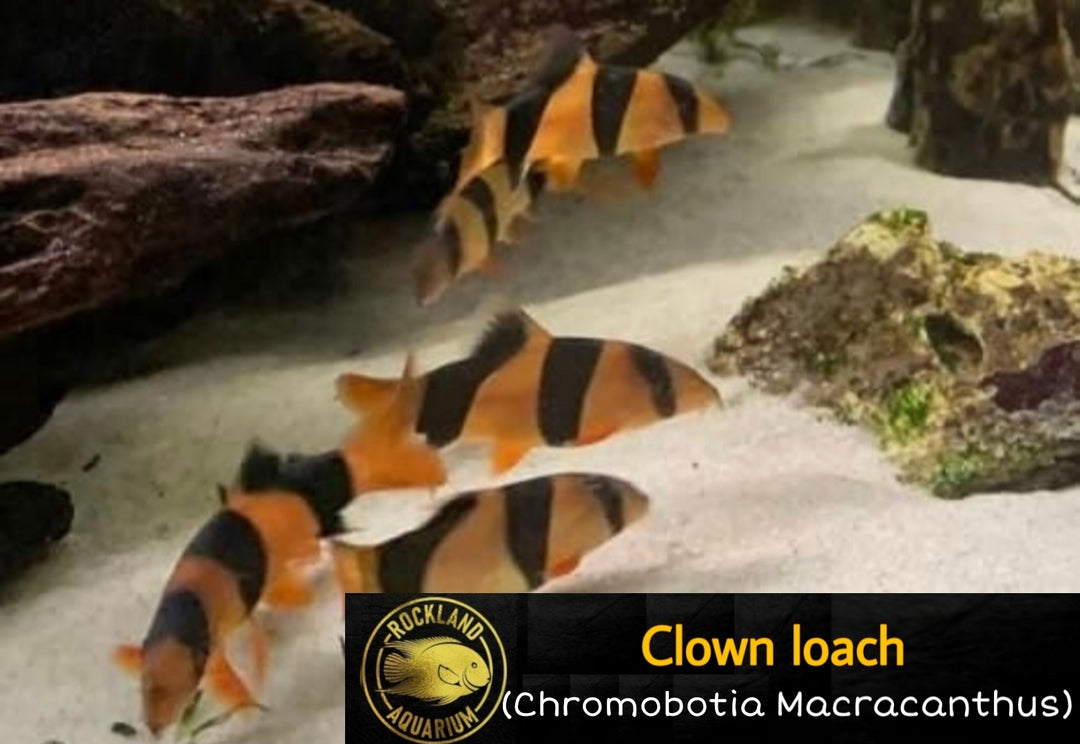 Clown Loach (Chromobotia macracanthus) - Live Fish One Item