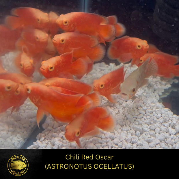 Chili Red Oscar A Grade Super Red - ASTRONOTUS OCELLATUS - Live Fish 4"