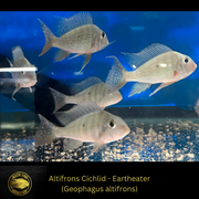 Altifrons Cichlid - Geophagus altifrons- Live Fish (5"+)