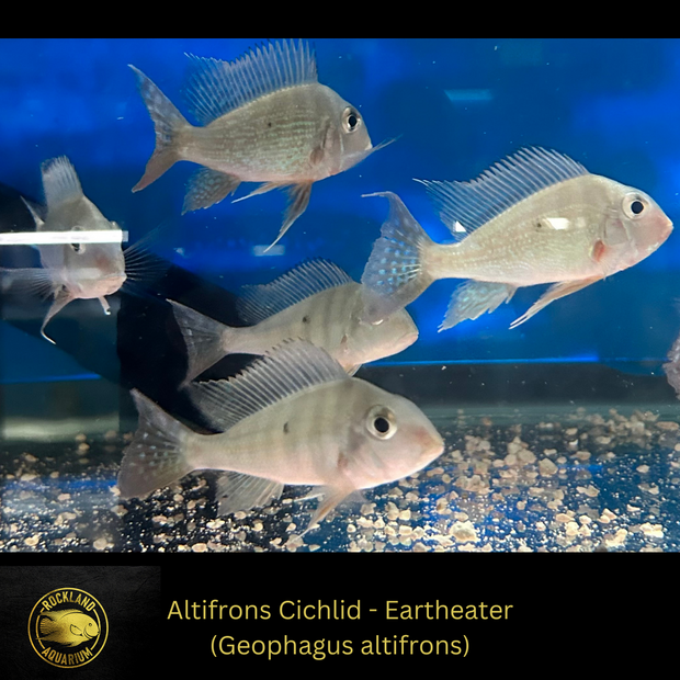 Altifrons Cichlid - Geophagus altifrons- Live Fish (5"+)