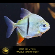 Black Bar Myleus - Myleus schomburgkii