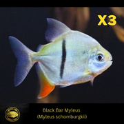 Black Bar Myleus - Myleus schomburgkii