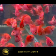 Blood Red Parrot Cichlid (Hybrid) - Live Fish