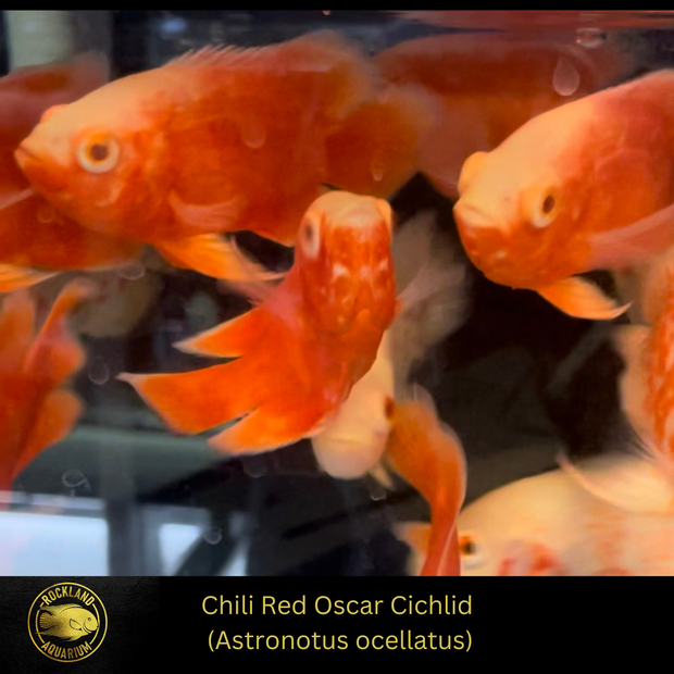 Chili Red Oscar - ASTRONOTUS OCELLATUS - Live Fish 2.75"-3"