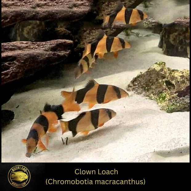 Clown Loach (Chromobotia macracanthus) - Live Fish One Item