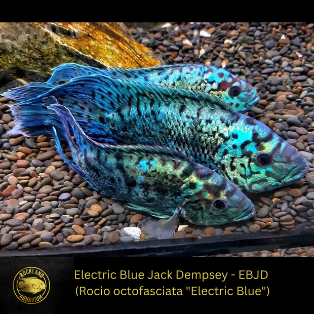 Electric Blue Jack Dempsey - (Rocio octofasciata "Electric Blue") - Live Fish