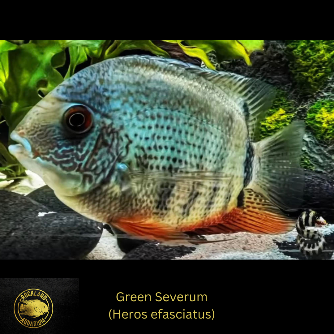Green Severum Cichlid Heros sp. Live Fish Rockland Aquarium