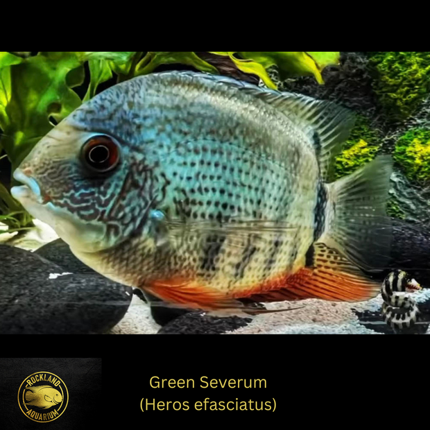 Green Severum Cichlid - Heros sp. - Live Fish