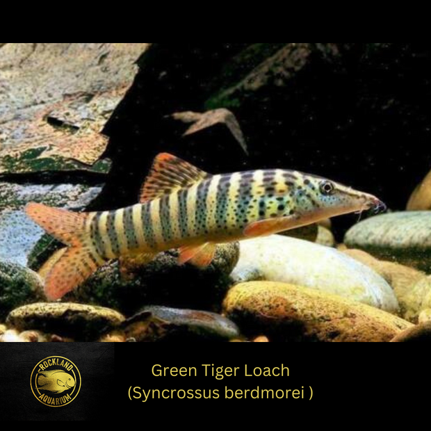 Green Tiger Loach - (Syncrossus berdmorei) - (2"-2.25")