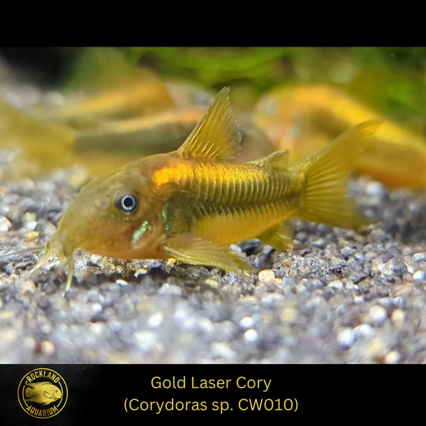 Gold Laser Cory (Corydoras sp. CW010) - Live Fish  (.75" - 1")