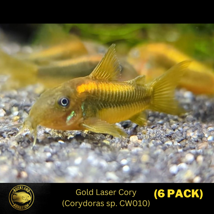 Gold Laser Cory (Corydoras sp. CW010) - Live Fish  (1.25" - 1.5")