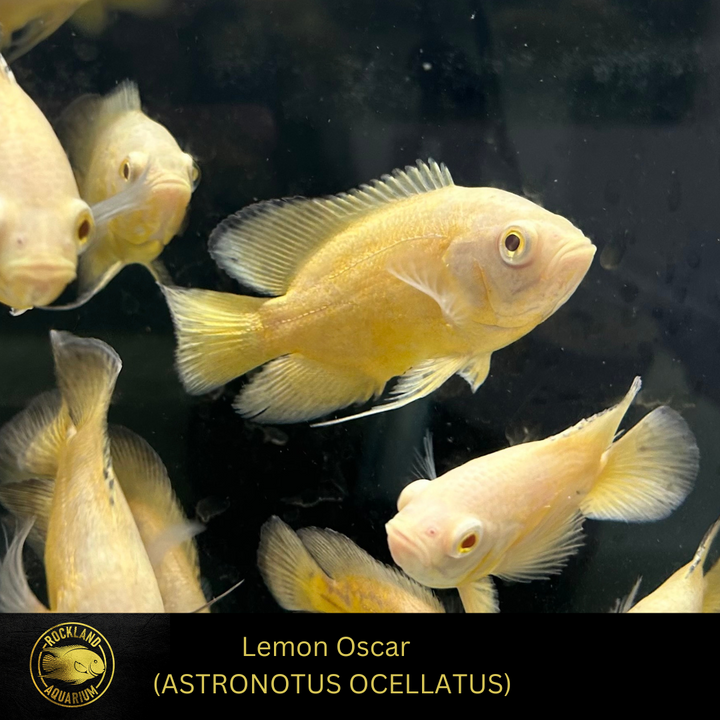 Lemon Oscar - ASTRONOTUS OCELLATUS - Live Fish
