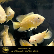 Lemon Oscar - ASTRONOTUS OCELLATUS - Live Fish 2"+