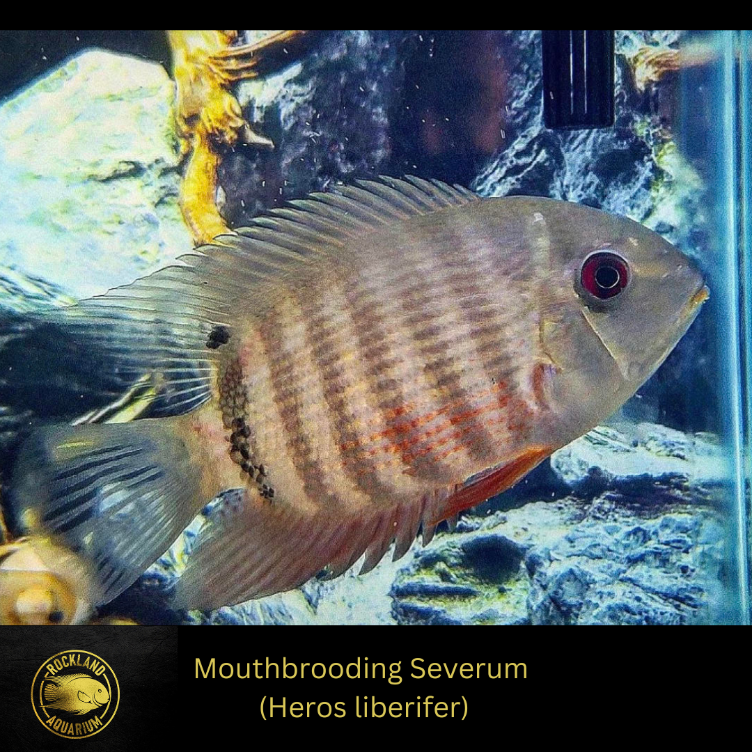 Mouthbrooding Severum Cichlid - Heros liberifer - Live Fish