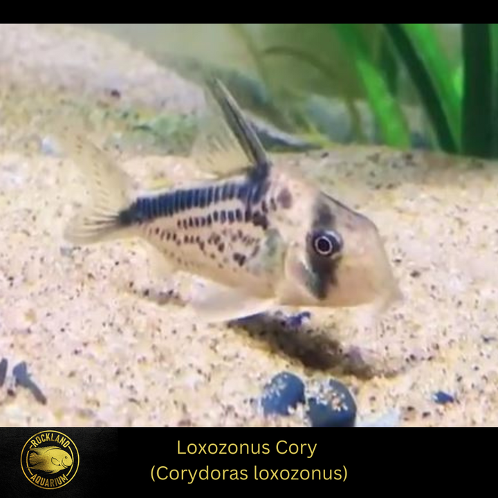 Loxozonus Cory - Corydoras loxozonus - - Live Fish (.75" - 1")