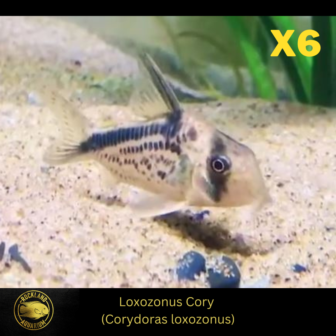 Loxozonus Cory - Corydoras loxozonus - - Live Fish (.75" - 1")