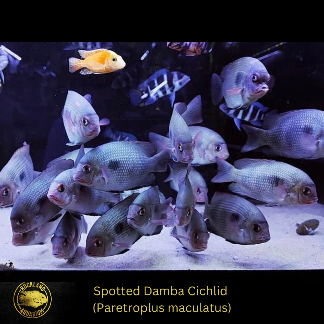 Spotted Damba Cichlid - Paretroplus maculatus - Live Fish