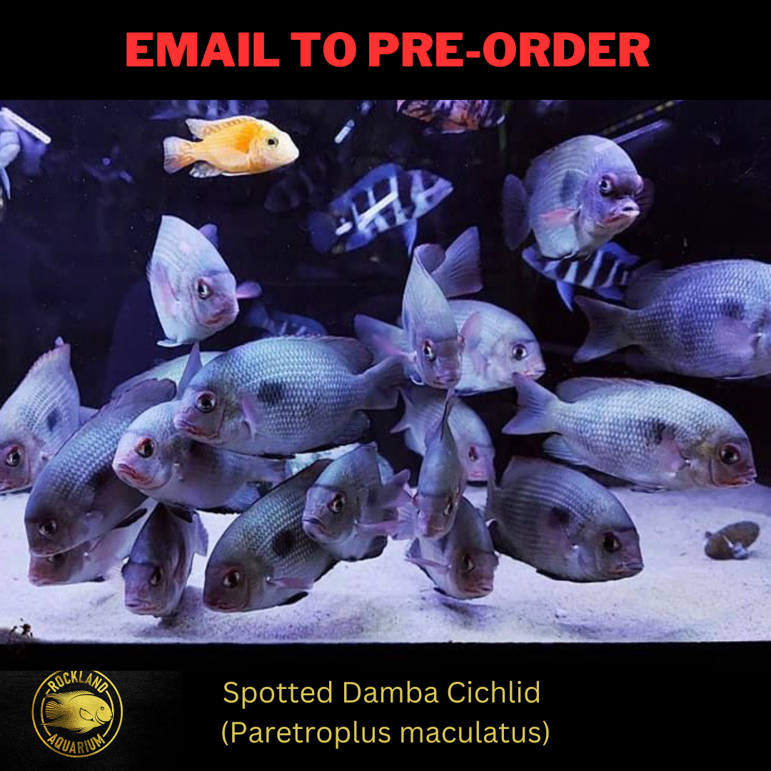 Spotted Damba Cichlid - Paretroplus maculatus - Live Fish