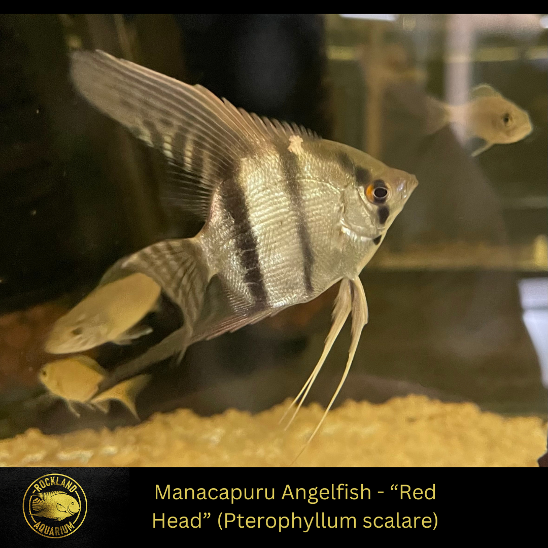 Manacapuru Angelfish - “Red Head” - Pterophyllum scalare - Live Fish (2.5")