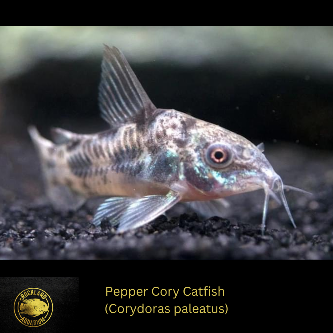 Pepper Cory Catfish (Corydoras paleatus) – Peaceful Bottom Feeder | Li