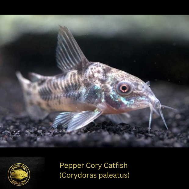 Corydoras Paleatus - Pepper Cory Catfish - Live Fish (75" - 1")