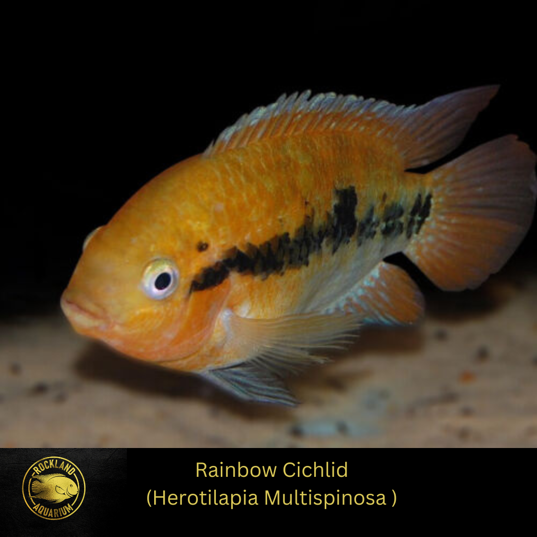 Rainbow Cichlid - (Herotilapia Multispinosa) - Live Fish (1.5"- 2")