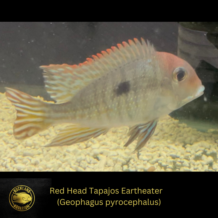 Red Head Tapajos Eartheater - Geophagus sp. - Live Fish