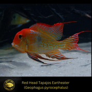 Red Head Tapajos Eartheater - Geophagus sp. - Live Fish