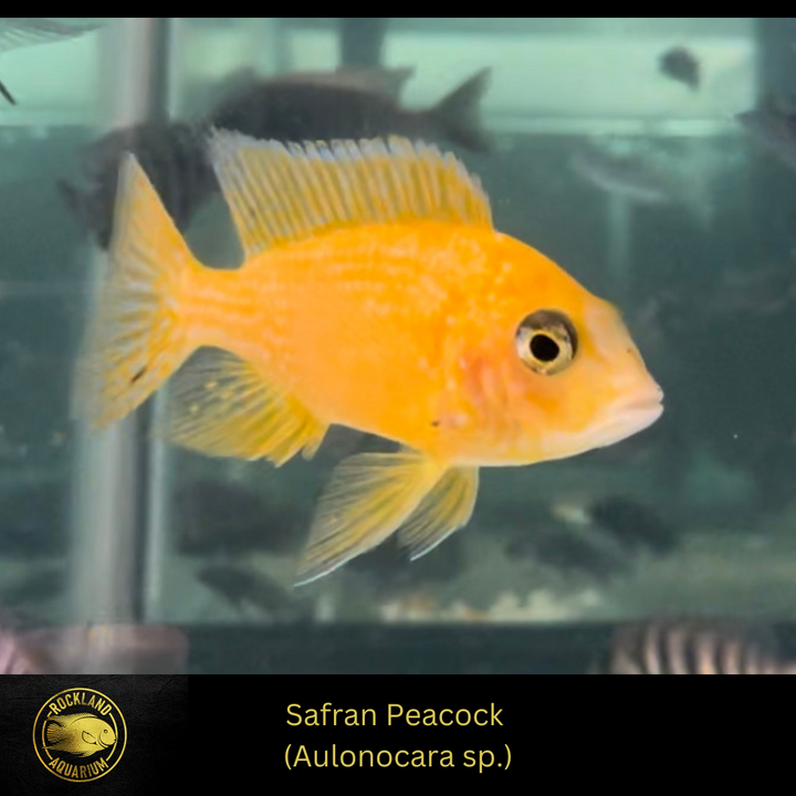 Safran Peacock - Saffron - Aulonocara sp. - Live Fish - African Cichlid