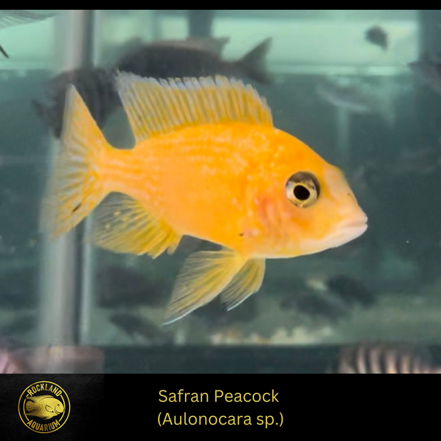 Safran Peacock - Saffron - Aulonocara sp. - Live Fish (2.75" - 3") - African Cichlid