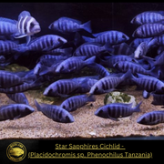 Star Sapphires Cichlid - Placidochromis sp. Phenochilus Tanzania - Live Fish