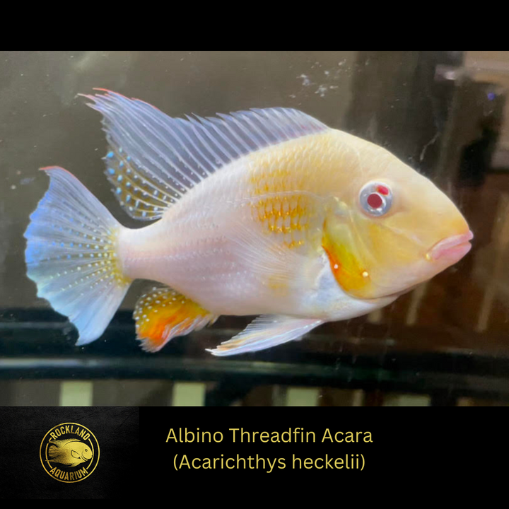 Albino Threadfin Acara Geophagus - Acarichthys heckelii ‘albino - Live Fish
