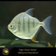 Tiger Striped Silver Dollar - Metynnis fasciatus