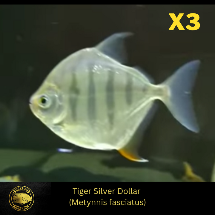 Tiger Striped Silver Dollar - Metynnis fasciatus