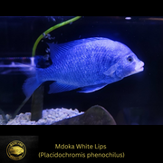 Mdoka White Lips - Placidochromis phenoch Live Fish One Item