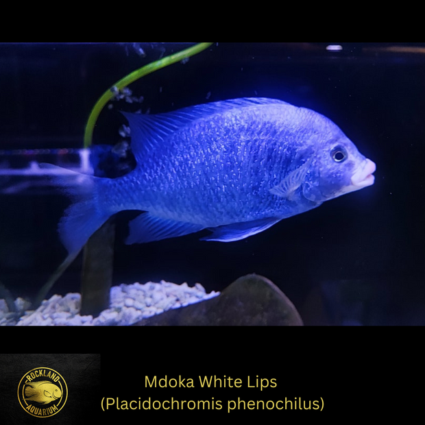 Mdoka White Lips - Placidochromis phenoch Live Fish One Item