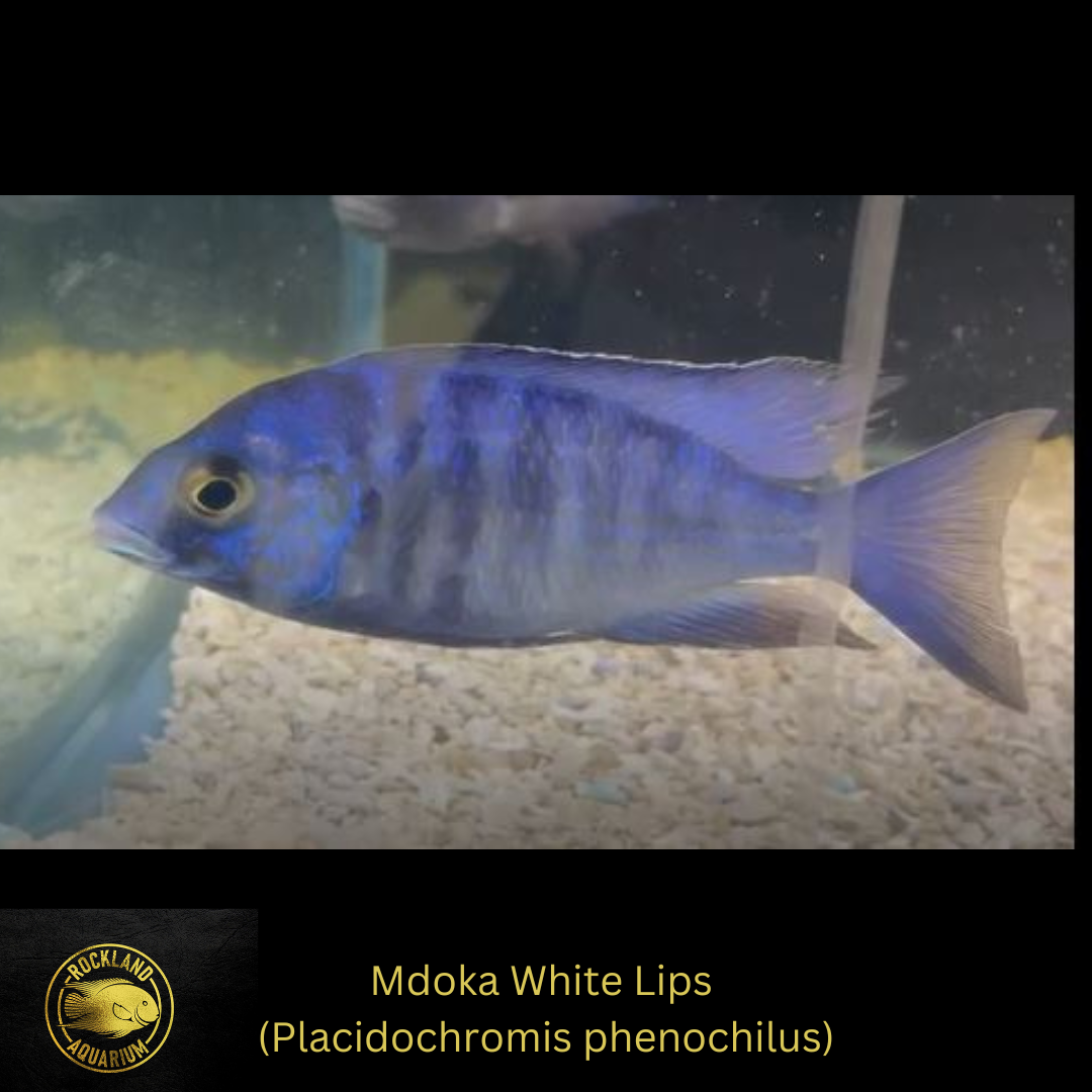 Mdoka White Lips - Placidochromis phenoch Live Fish One Item
