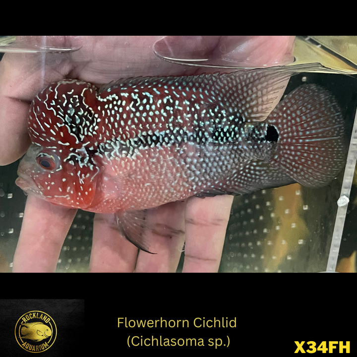 Flowerhorn Cichlid - Cichlasoma sp. - Live Fish (3.5"- 4")