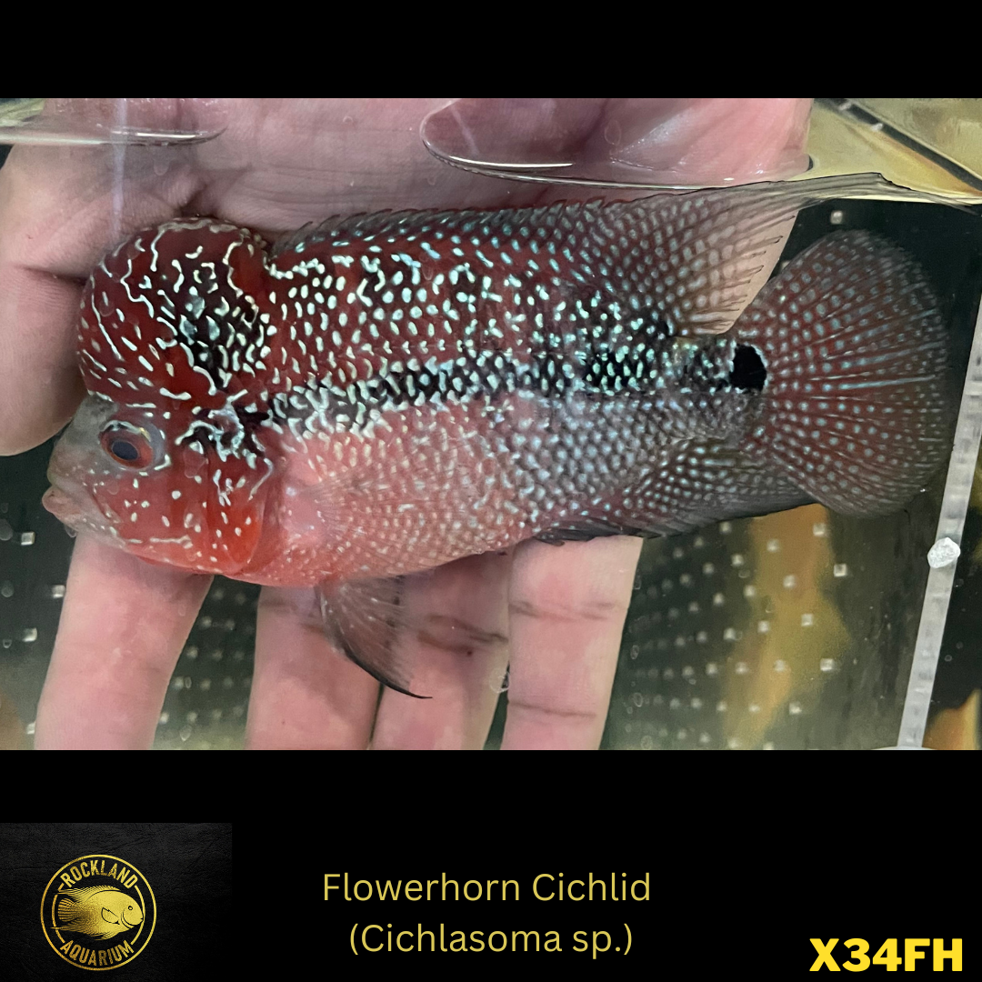 Flowerhorn Cichlid Cichlasoma sp. Live Fish 3.5 4 Rockland Aquarium