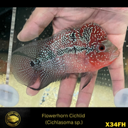 Flowerhorn Cichlid - Cichlasoma sp. - Live Fish (3.5"- 4")