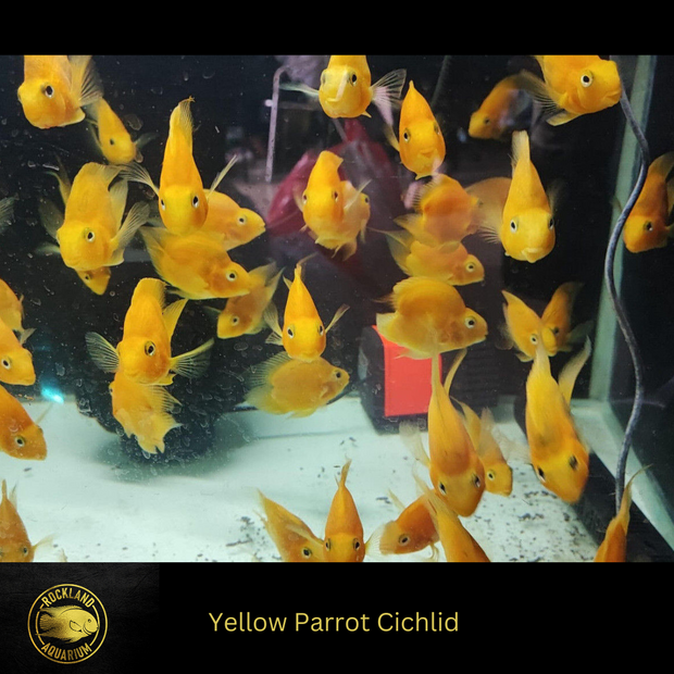 Yellow Parrot Cichlid (Hybrid) - Live Fish