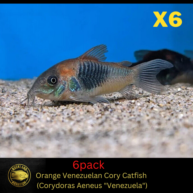 Venezuelan Cory - (Corydoras Venezuelan Catfish) - Live Fish