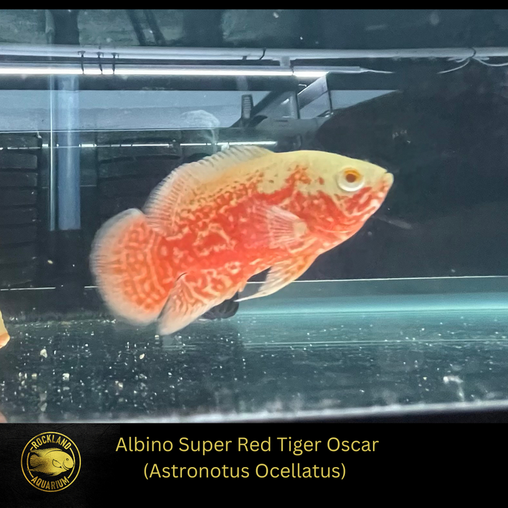 OSCAR Albino Super Red Tiger- ASTRONOTUS OCELLATUS - Live Fish