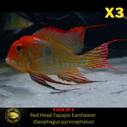 Red Head Tapajos Eartheater - Geophagus sp. - Live Fish