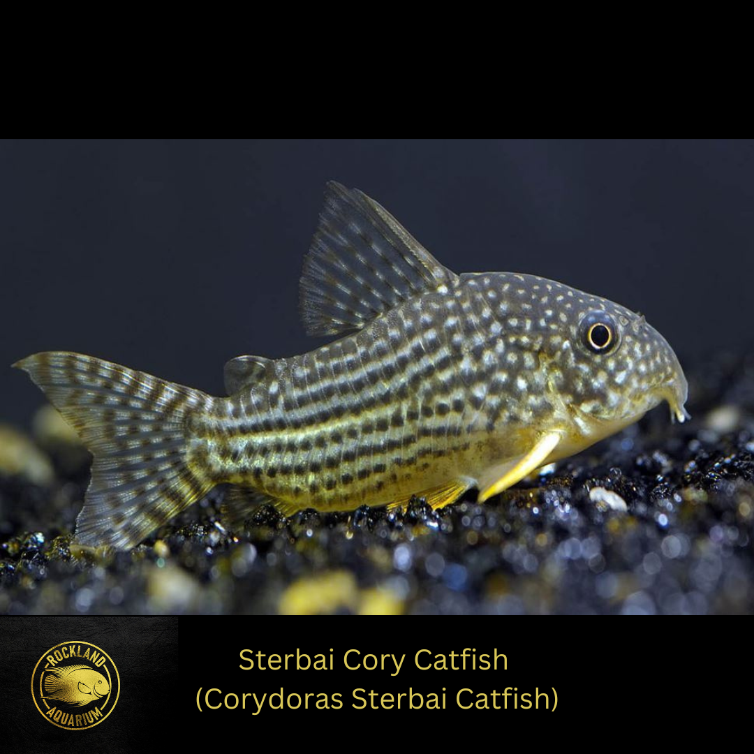 Sterbai Cory - Corydoras Sterbai Catfish - Live Fish (.75" - 1")
