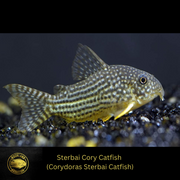 Sterbai Cory - Corydoras Sterbai Catfish - Live Fish (.75" - 1")