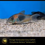 Venezuelan Cory - (Corydoras Venezuelan Catfish) - Live Fish